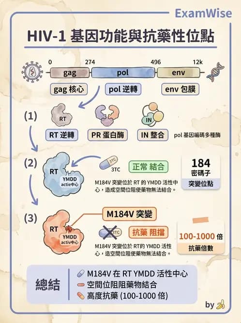 醫檢師 - 反轉錄病毒(HIV/HTLV) - AI 圖文解析預覽