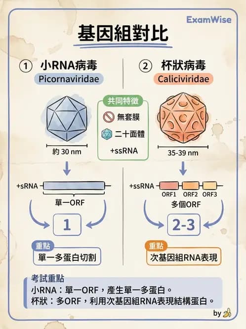 醫檢師 - 小RNA病毒科與腸道病毒 - AI 圖文解析預覽