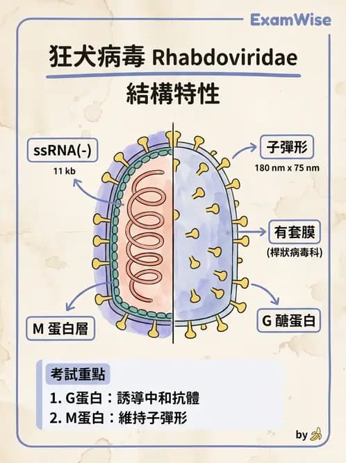 醫檢師 - 其他RNA病毒 - AI 圖文解析預覽