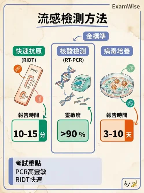 醫檢師 - 正黏液病毒科(流感) - AI 圖文解析預覽