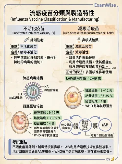 醫檢師 - 正黏液病毒科(流感) - AI 圖文解析預覽