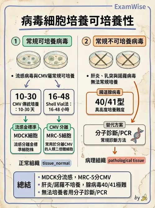 醫檢師 - 病毒檢驗技術 - AI 圖文解析預覽