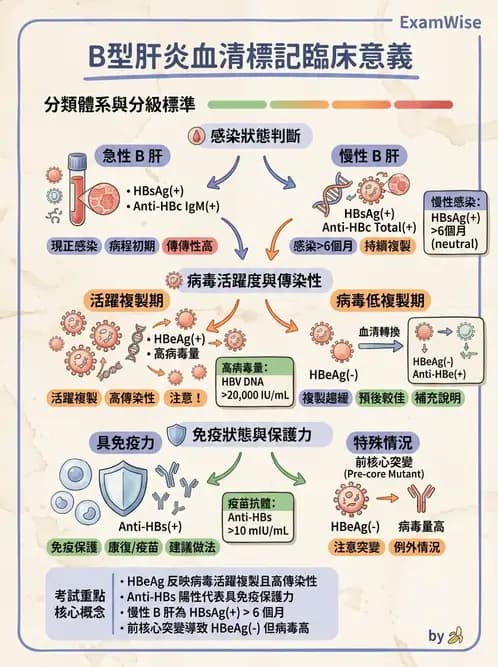 醫檢師 - B型肝炎病毒 - AI 圖文解析預覽