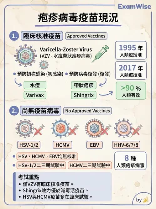 醫檢師 - 疱疹病毒科 - AI 圖文解析預覽