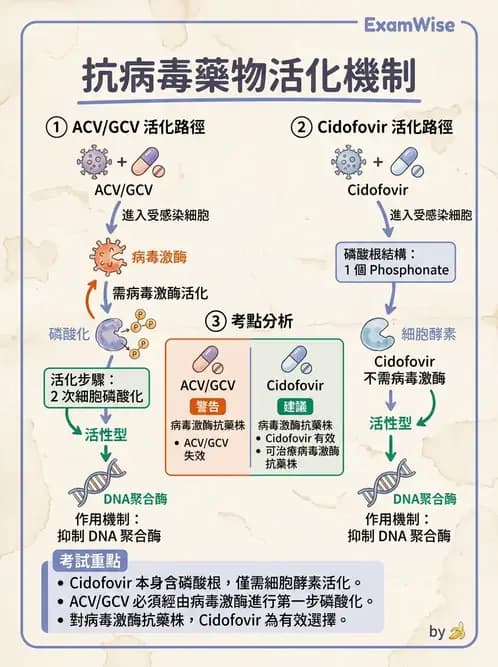 醫檢師 - 抗病毒藥物與疫苗通論 - AI 圖文解析預覽