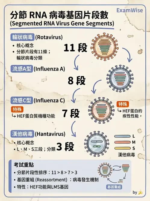 醫檢師 - 其他RNA病毒 - AI 圖文解析預覽