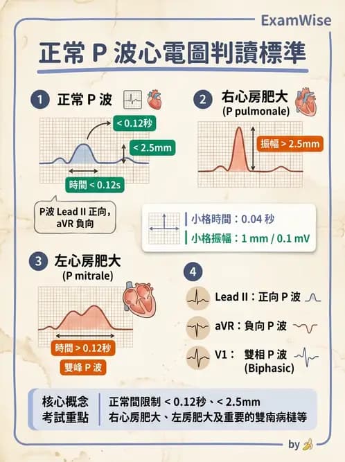 醫檢師 - 心電圖基礎與判讀 - AI 圖文解析預覽