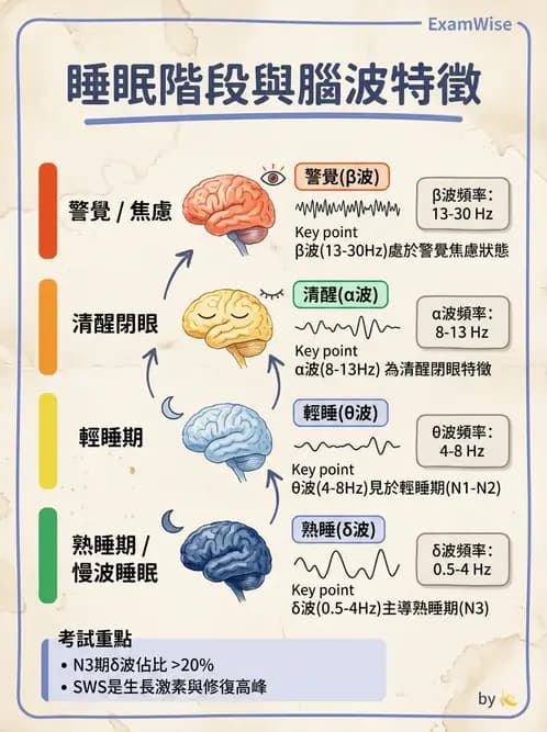醫檢師 - 腦電圖檢查 - AI 圖文解析預覽