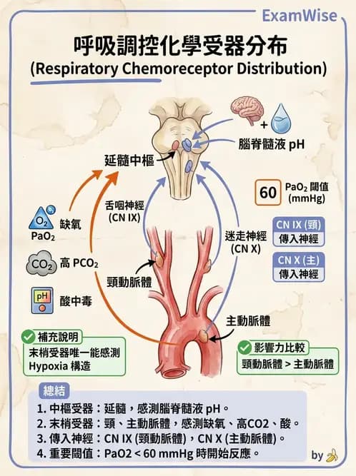 醫檢師 - 肺功能基礎與指標 - AI 圖文解析預覽