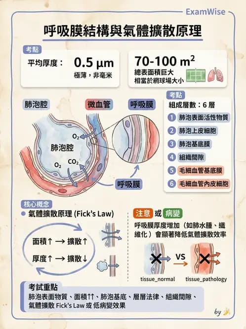 醫檢師 - 肺功能判讀與氣體交換 - AI 圖文解析預覽
