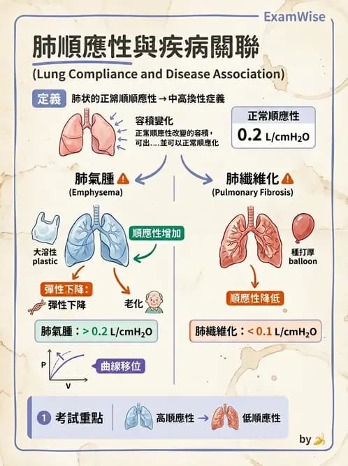 醫檢師 - 肺功能基礎與指標 - AI 圖文解析預覽
