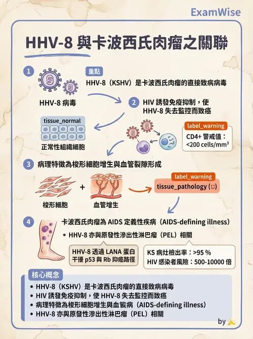 醫檢師 - 感染 - AI 圖文解析預覽
