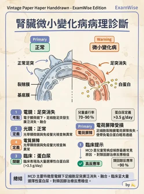 醫檢師 - 腎臟泌尿及男性生殖疾病 - AI 圖文解析預覽