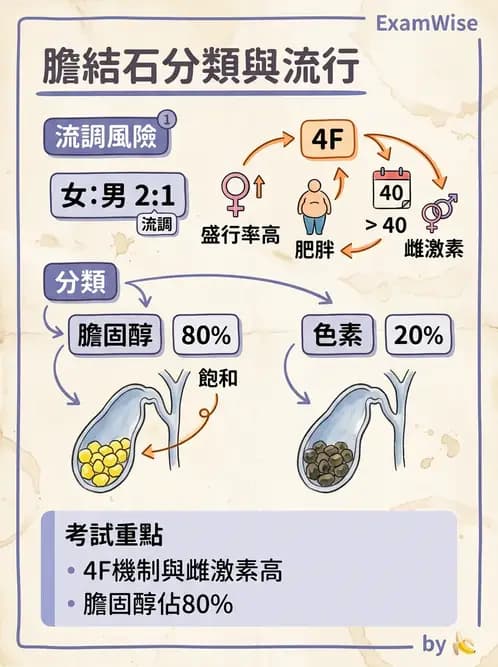 醫檢師 - 消化肝膽疾病 - AI 圖文解析預覽
