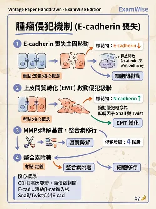 醫檢師 - 腫瘤概論 - AI 圖文解析預覽