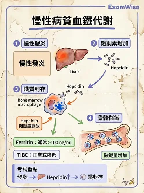 醫檢師 - 造血系統疾病 - AI 圖文解析預覽