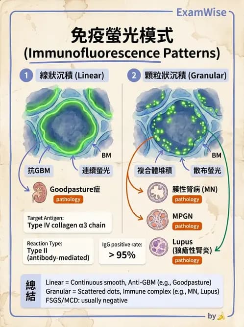 醫檢師 - 腎臟泌尿及男性生殖疾病 - AI 圖文解析預覽