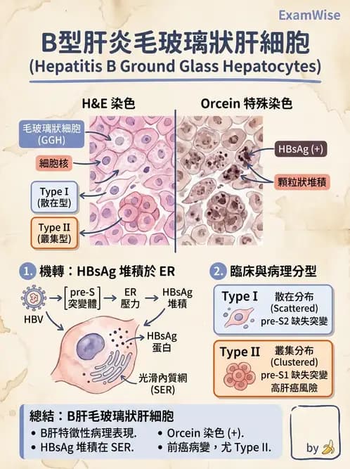 醫檢師 - 消化肝膽疾病 - AI 圖文解析預覽
