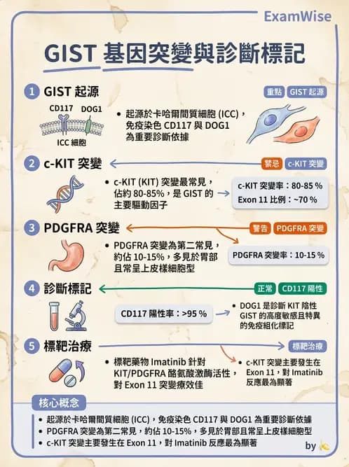 醫檢師 - 消化肝膽疾病 - AI 圖文解析預覽