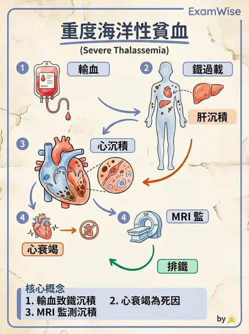 醫檢師 - 溶血性貧血與血色素病變 - AI 圖文解析預覽