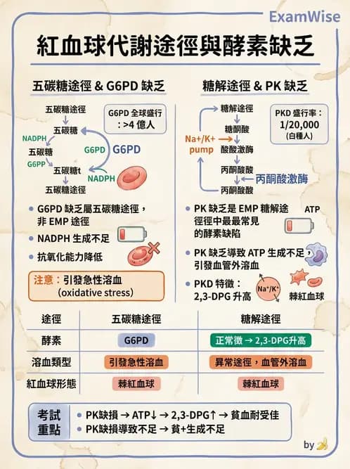 醫檢師 - 溶血性貧血與血色素病變 - AI 圖文解析預覽