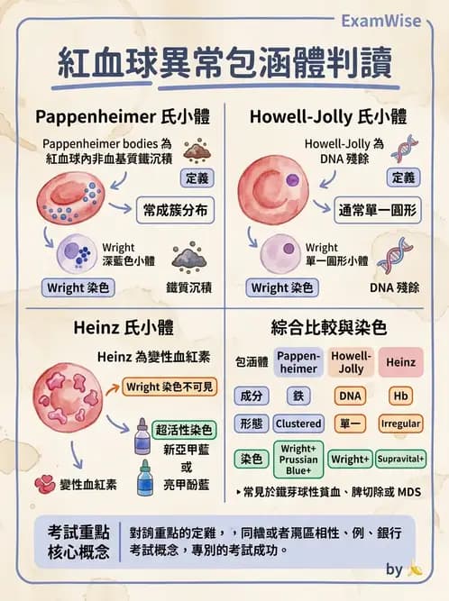 醫檢師 - 紅血球生理與形態 - AI 圖文解析預覽