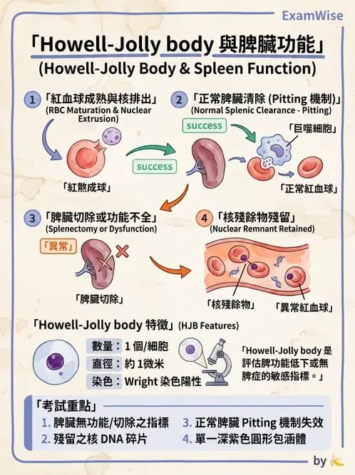 醫檢師 - 紅血球生理與形態 - AI 圖文解析預覽