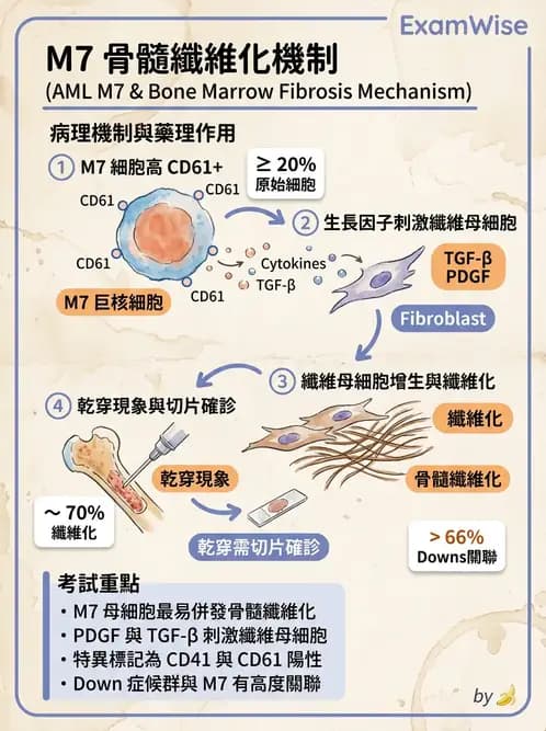 醫檢師 - 急性白血病 - AI 圖文解析預覽