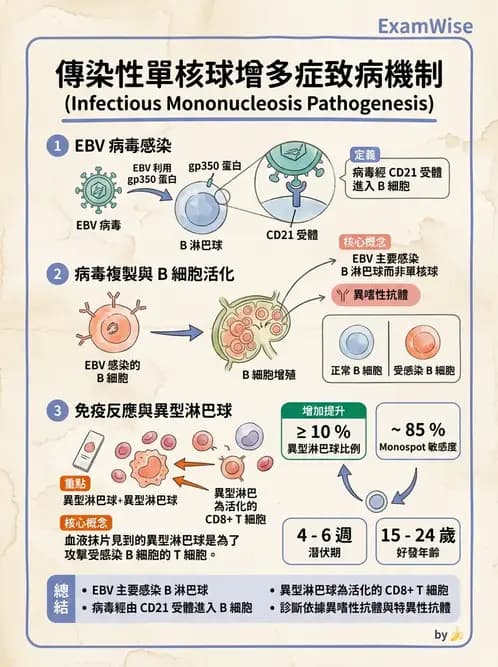 醫檢師 - 淋巴瘤、漿細胞疾病與白血球異常 - AI 圖文解析預覽