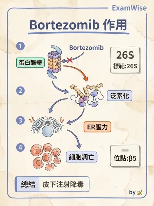 醫檢師 - 淋巴瘤、漿細胞疾病與白血球異常 - AI 圖文解析預覽