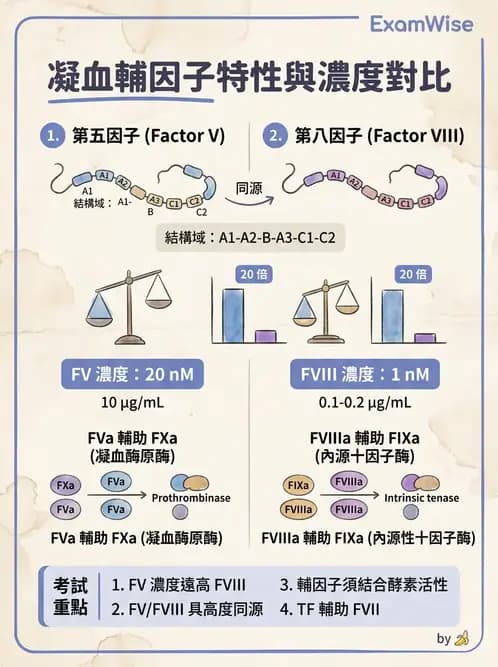醫檢師 - 凝血因子與凝血檢驗 - AI 圖文解析預覽