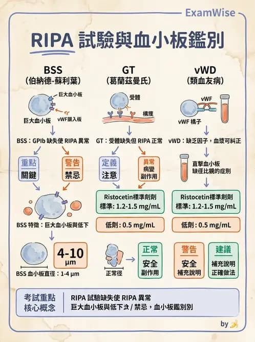 醫檢師 - 血小板與止血生理 - AI 圖文解析預覽