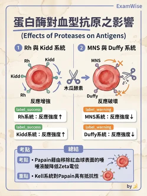 醫檢師 - 紅血球抗原與血型系統 - AI 圖文解析預覽