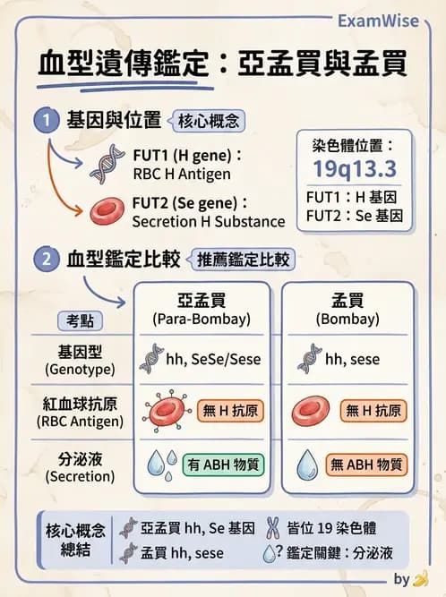 醫檢師 - 紅血球抗原與血型系統 - AI 圖文解析預覽