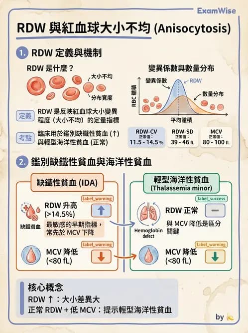 醫檢師 - 紅血球生理與形態 - AI 圖文解析預覽