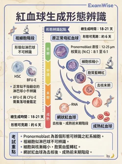 醫檢師 - 紅血球生理與形態 - AI 圖文解析預覽