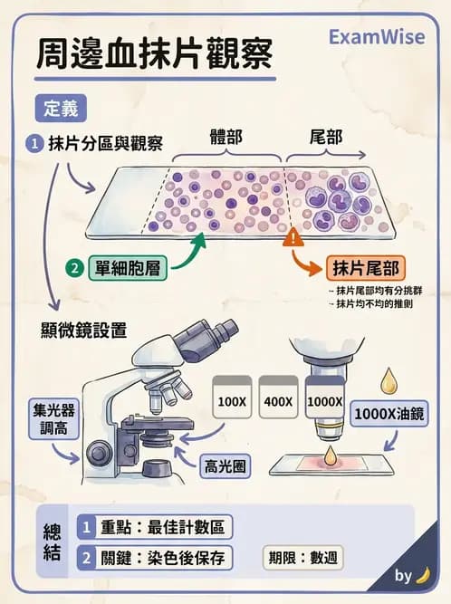 醫檢師 - 白血球生理與形態 - AI 圖文解析預覽