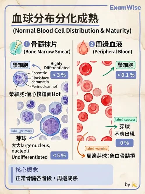 醫檢師 - 白血球生理與形態 - AI 圖文解析預覽