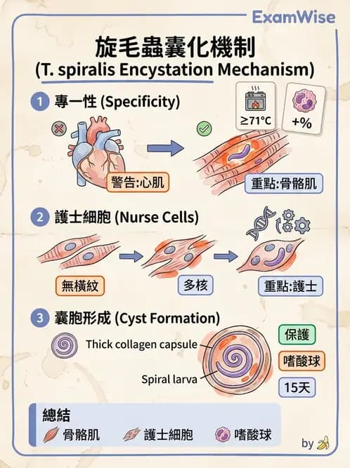 醫檢師 - 寄生蟲檢查-蠕蟲類 - AI 圖文解析預覽