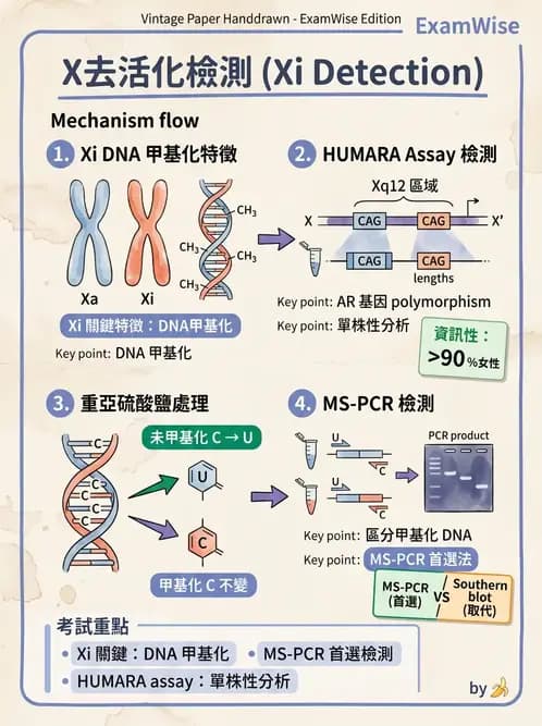 醫檢師 - 定序電泳與表觀分析 - AI 圖文解析預覽