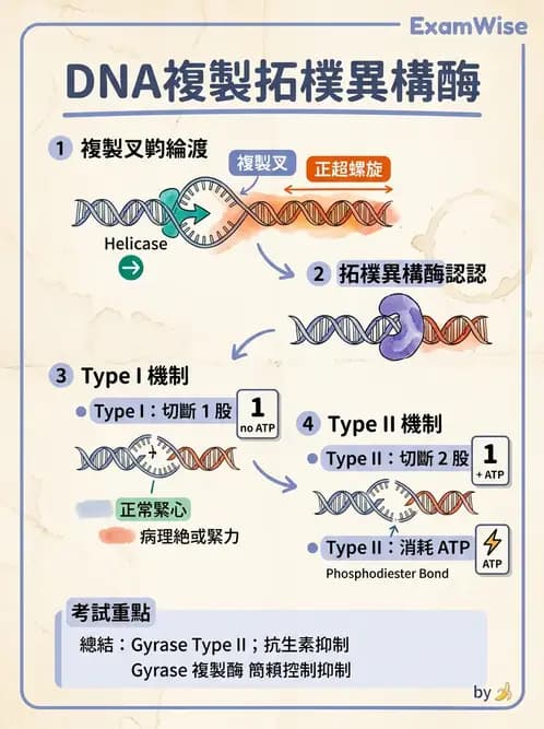 醫檢師 - 基礎分子生物學 - AI 圖文解析預覽