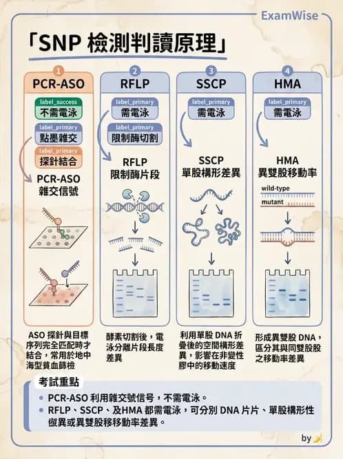 醫檢師 - 定序電泳與表觀分析 - AI 圖文解析預覽