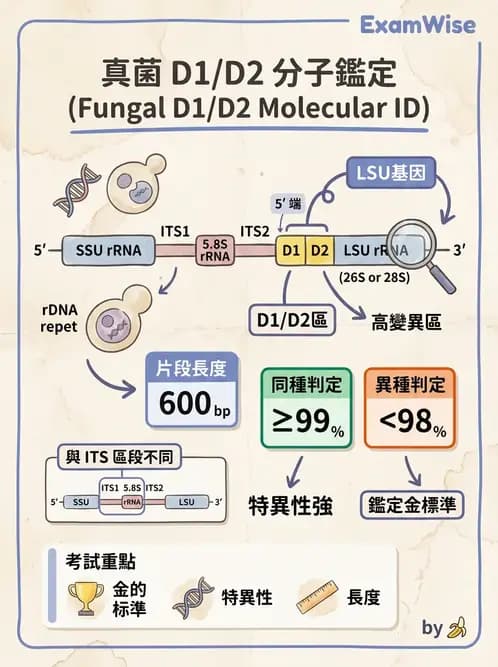 醫檢師 - 分子鑑定與應用技術 - AI 圖文解析預覽