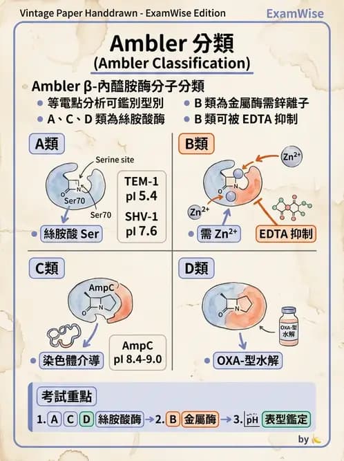 醫檢師 - 感染症分子檢驗 - AI 圖文解析預覽