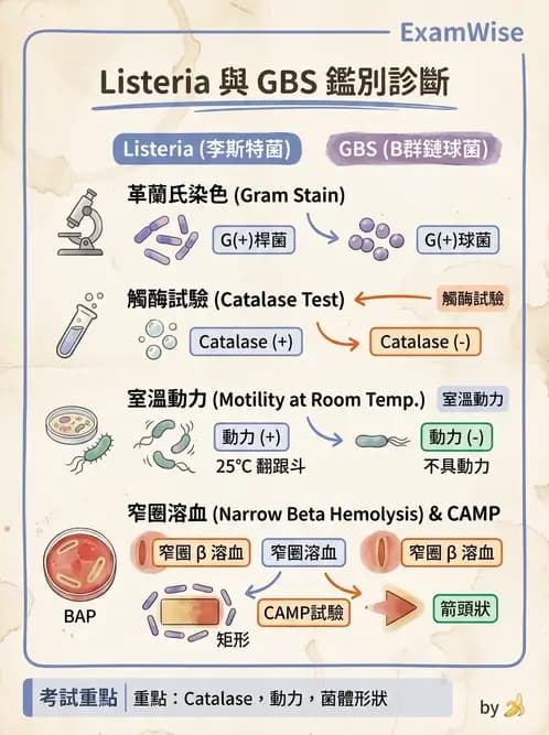 醫檢師 - 鏈球菌與其他革蘭氏陽性桿菌 - AI 圖文解析預覽