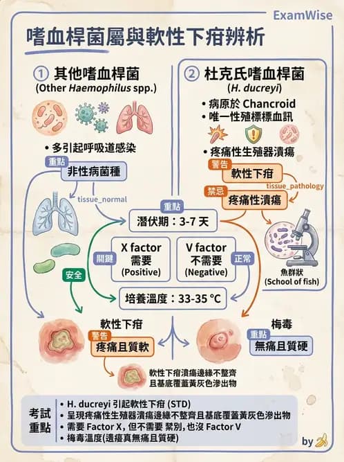 醫檢師 - 奈瑟菌與挑剔性革蘭氏陰性菌 - AI 圖文解析預覽