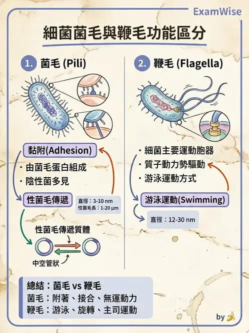 醫檢師 - 實驗室安全與微生物特性 - AI 圖文解析預覽