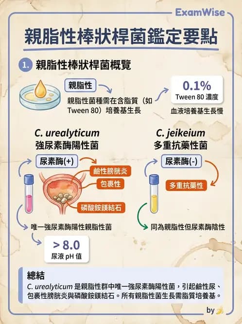 醫檢師 - 鏈球菌與其他革蘭氏陽性桿菌 - AI 圖文解析預覽