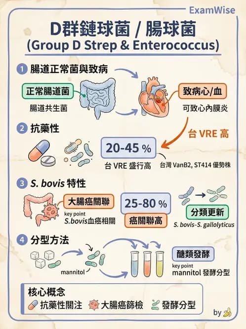 醫檢師 - 葡萄球菌與腸球菌 - AI 圖文解析預覽