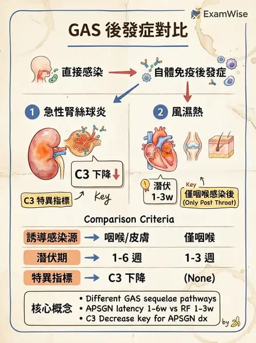 醫檢師 - 鏈球菌與其他革蘭氏陽性桿菌 - AI 圖文解析預覽